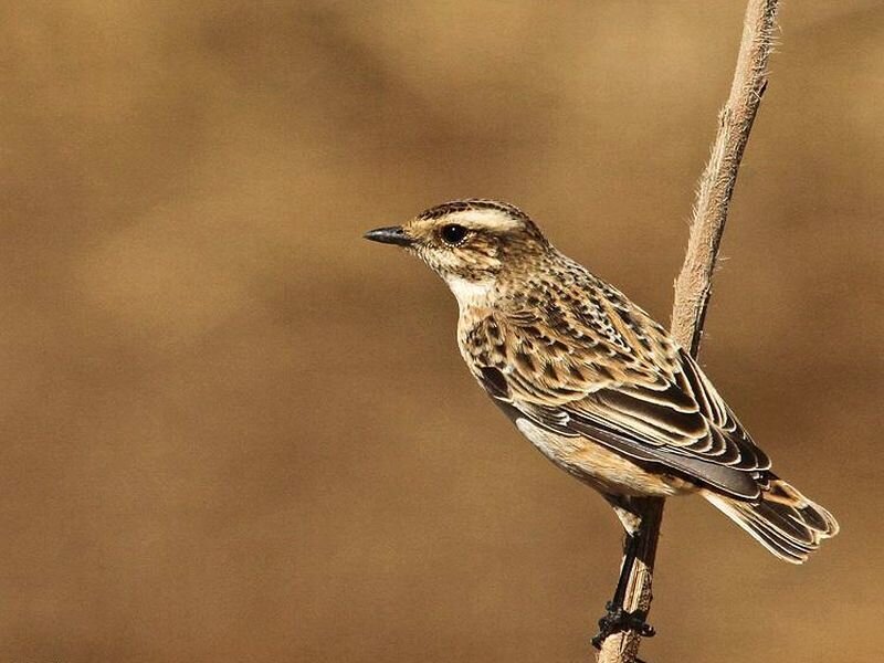 Small Brown Bird — Calm, Afternoon, Photograph