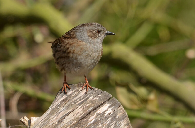 Small Brown Bird — Calm, Afternoon, Photograph, Wooden Stump