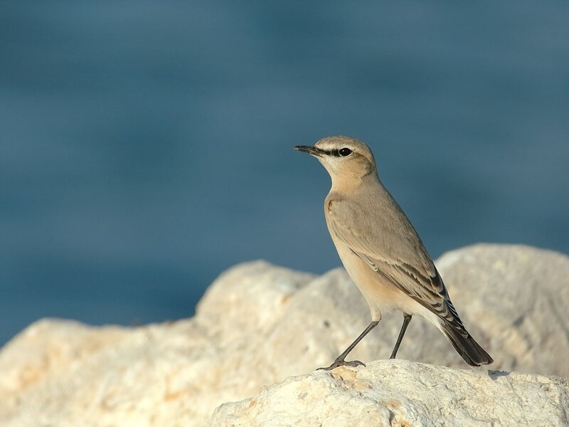 Small Brown Bird — Calm, Afternoon
