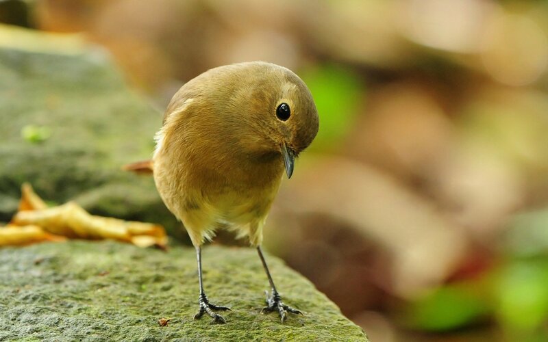 Small Brown Bird — Calm, Autumn, Photograph, Rock, Leaf