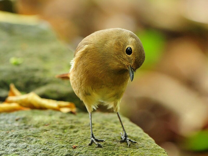 Small Brown Bird — Calm, Autumn, Photograph