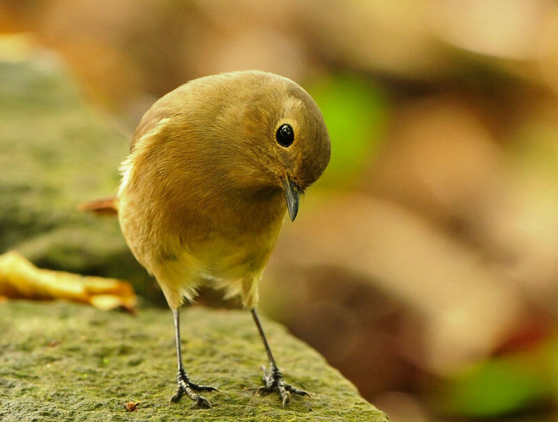 Small Brown Bird — Calm, Autumn