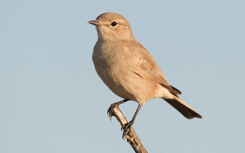 Small Brown Bird — Calm, Morning, Photograph, Branch, Sky, Blue