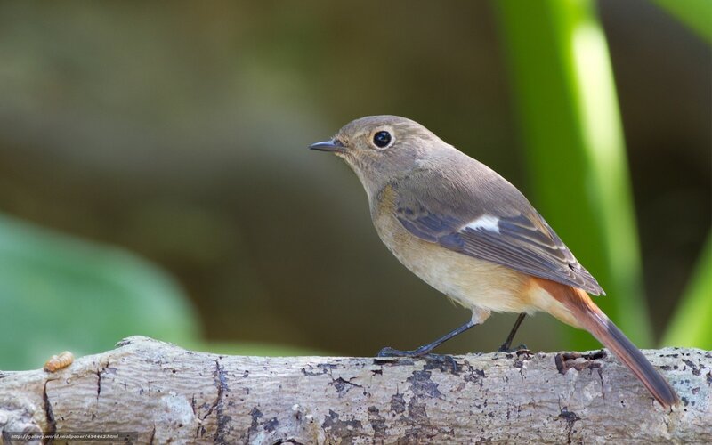 Small Brown Bird — Calm, Morning, Photograph, Branch