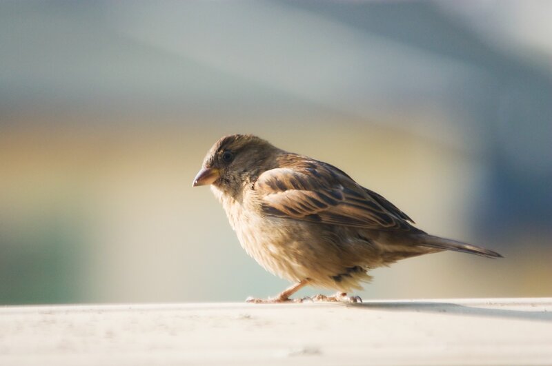 Small Brown Bird — Calm, Morning, Photograph, Surface