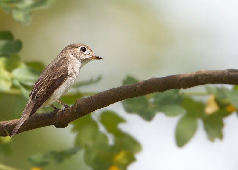Small Brown Bird — Calm, Morning