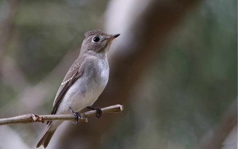 Small Brown Bird — Calm, Photograph, Branch, Forest