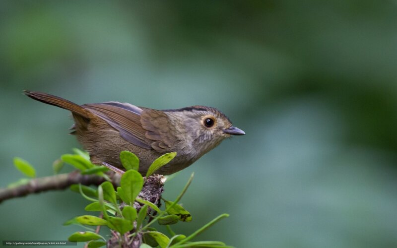 Small Brown Bird — Calm, Photograph, Branch, Leaves