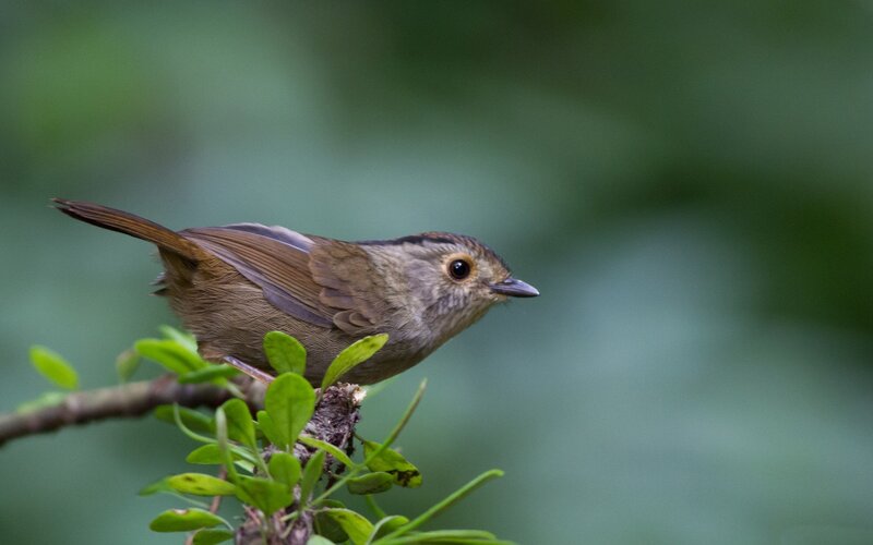 Small Brown Bird — Calm, Photograph, Branch