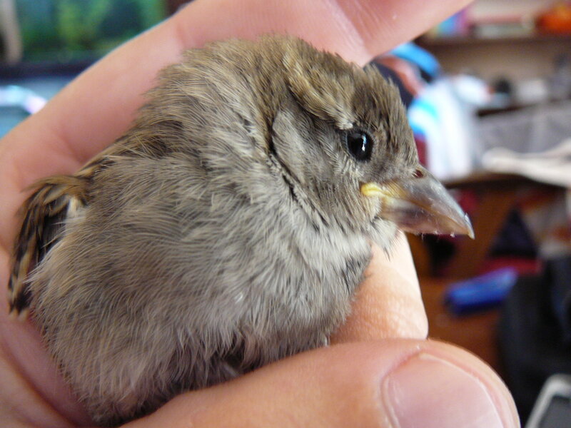 Small Brown Bird — Calm, Photograph, Hand