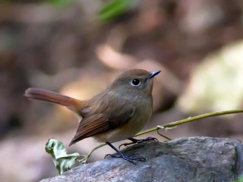 Small Brown Bird — Calm, Photograph, Rock