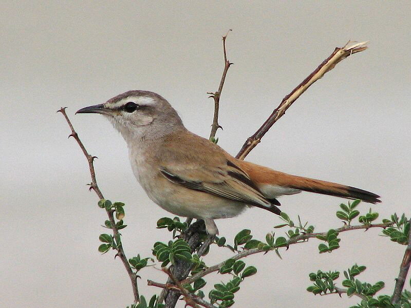 Small Brown Bird — Calm, Photograph