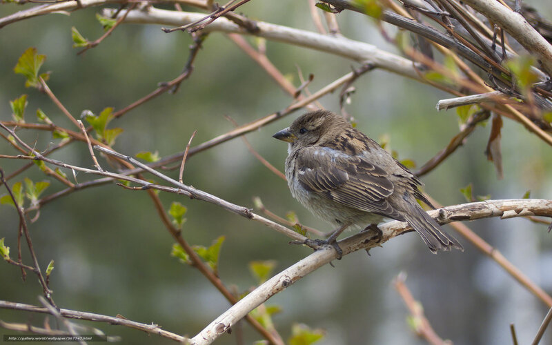 Small Brown Bird — Calm, Spring