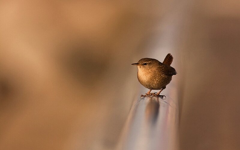 Small Brown Bird — Calm, Sunset