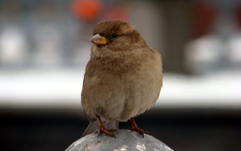 Small Brown Bird — Calm