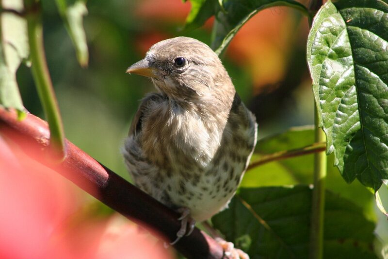 Small Brown Bird — Green, Calm, Afternoon