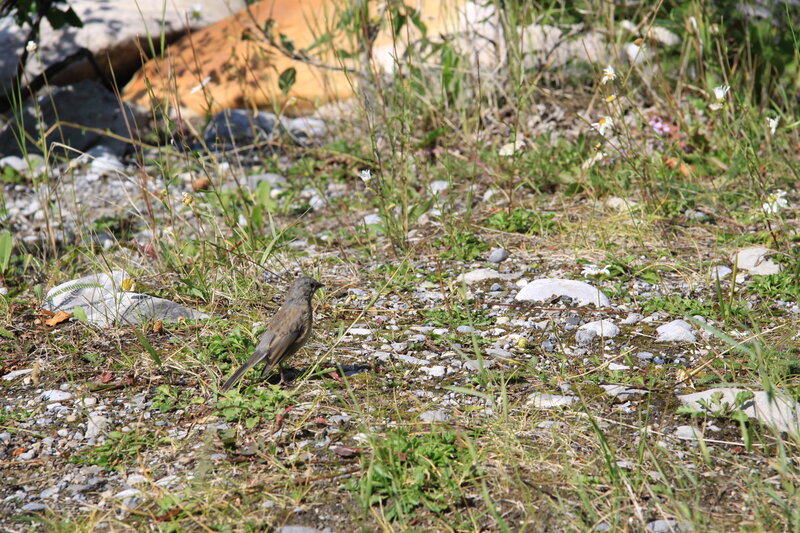 Small Brown Bird — Green