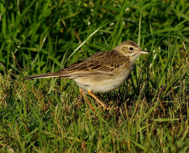 Small Brown Bird in Grass