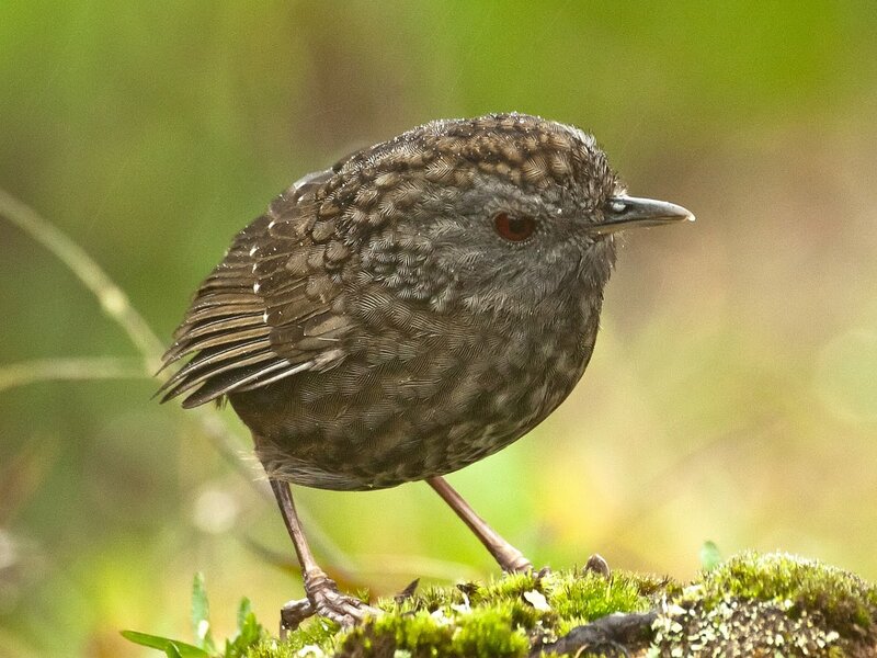 Small Brown Bird — Natural