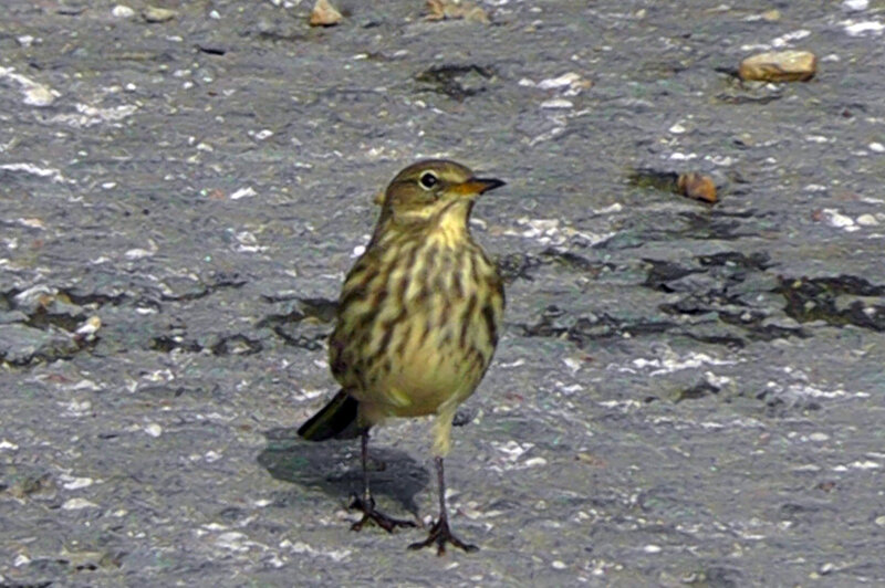 Small Brown Bird — Neutral