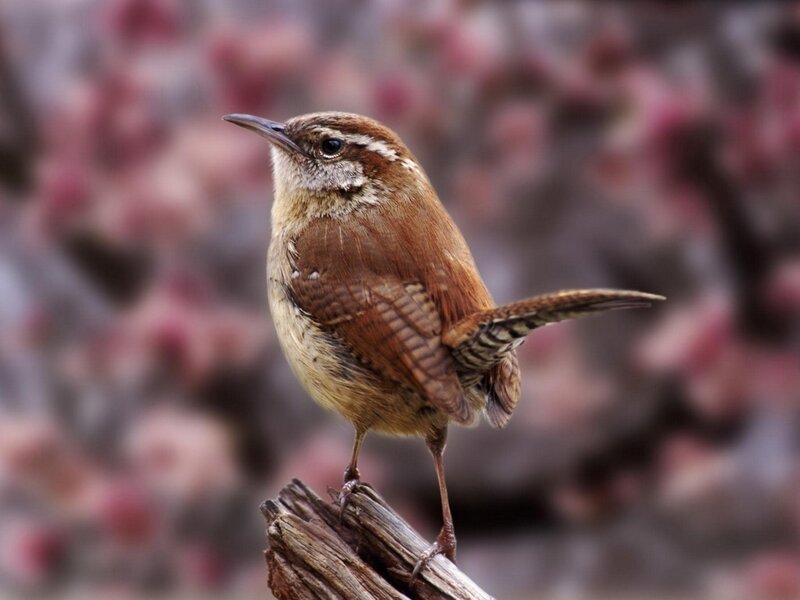 small brown bird on a branch