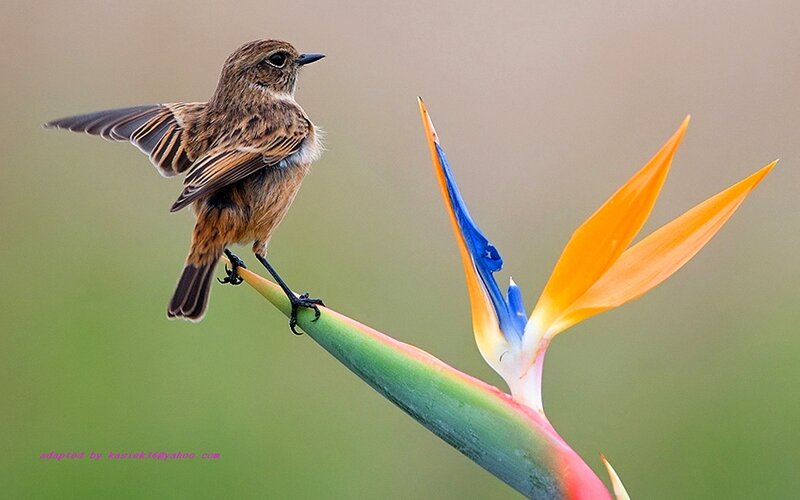 Small Brown Bird on Flower