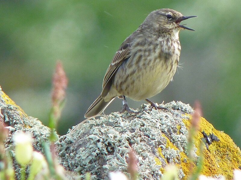Small Brown Bird on Rock