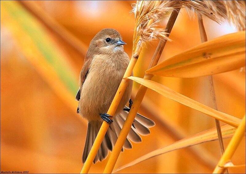 Small Brown Bird — Orange