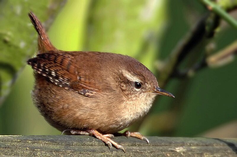 small brown bird perched