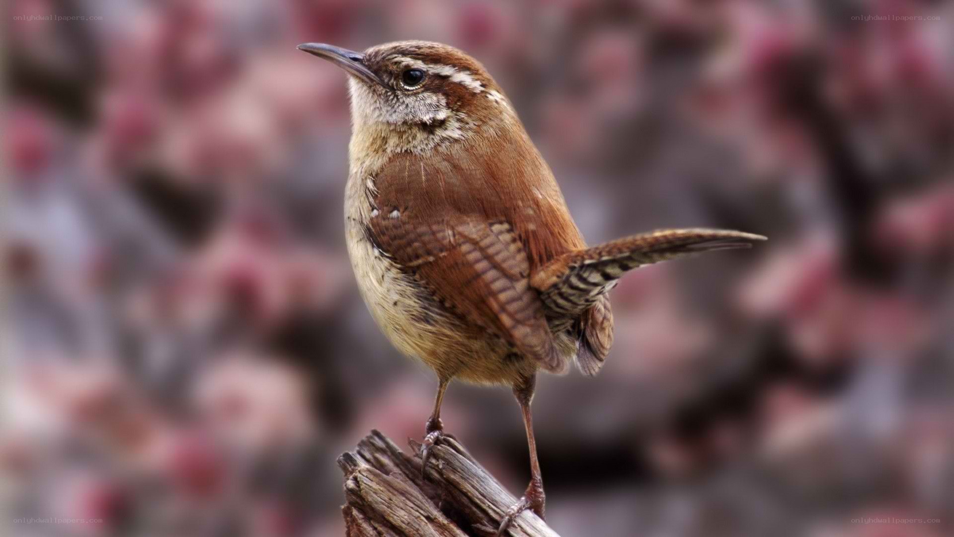 small brown bird perched