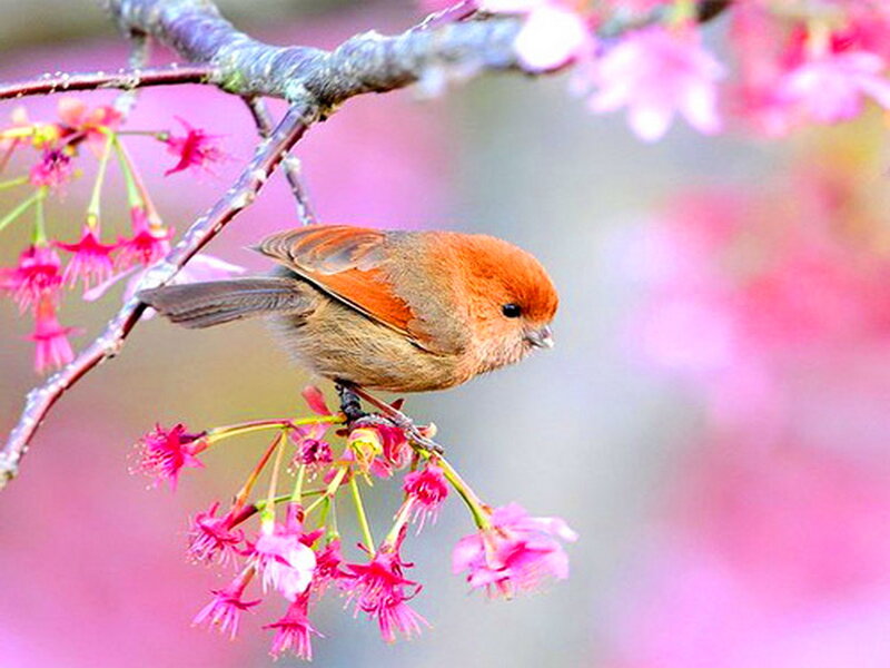 Small Brown Bird — Pink