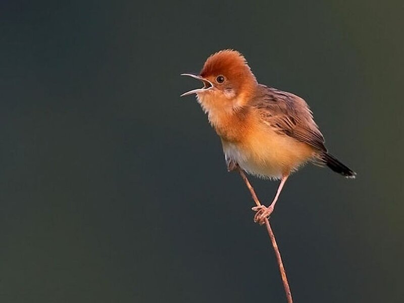 Small Brown Bird Singing