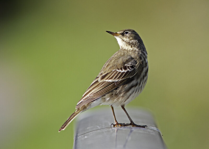 Small Brown Bird