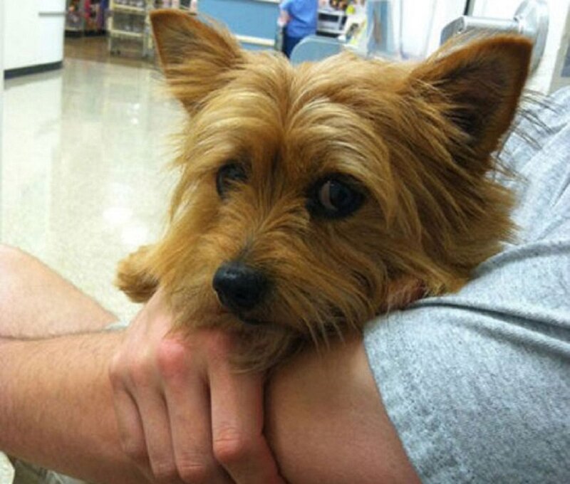 Small Brown Dog — Calm
