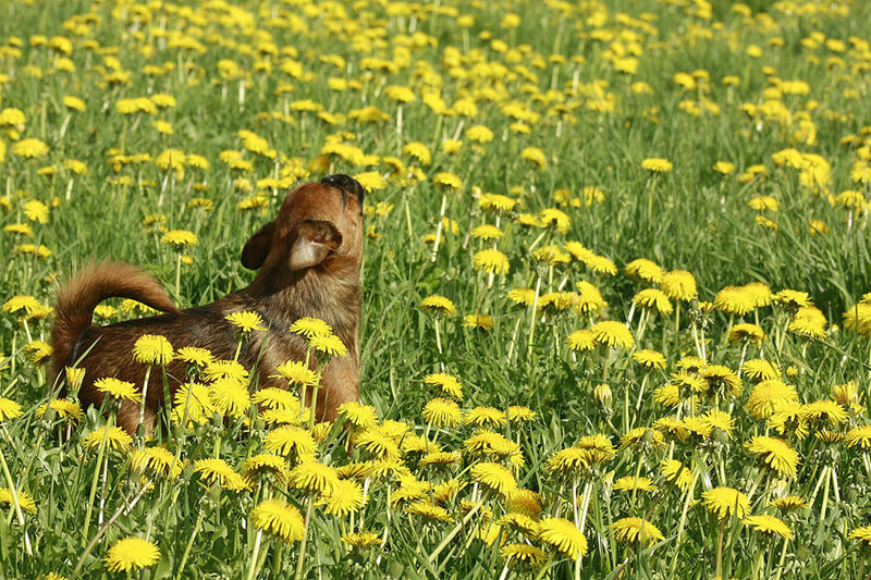 Small Brown Dog in Field