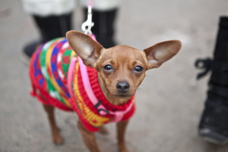 Small Brown Dog in Sweater