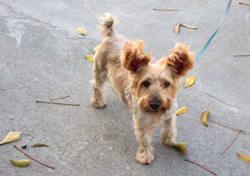 Small Brown Dog on Pavement