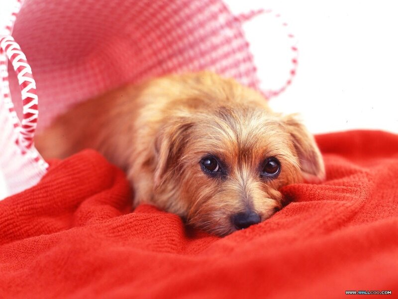 Small Brown Dog — Red