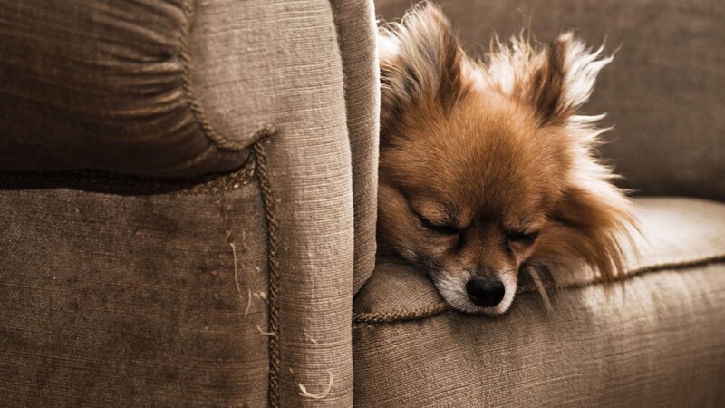 Small Brown Dog Sleeping