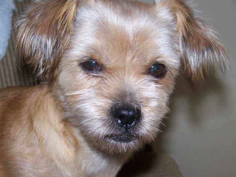 Small Brown Dog