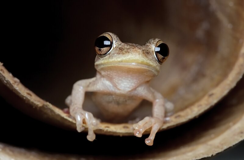 Small Brown Frog — Curious