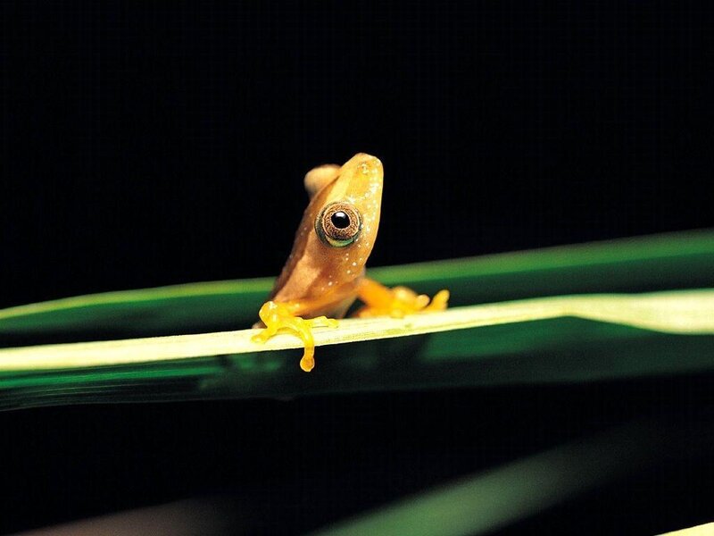 Small Brown Frog — Green