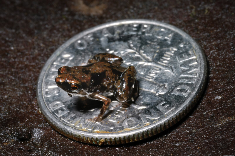 Small Brown Frog — Natural