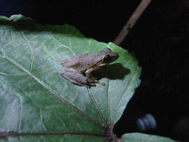 Small Brown Frog on Leaf