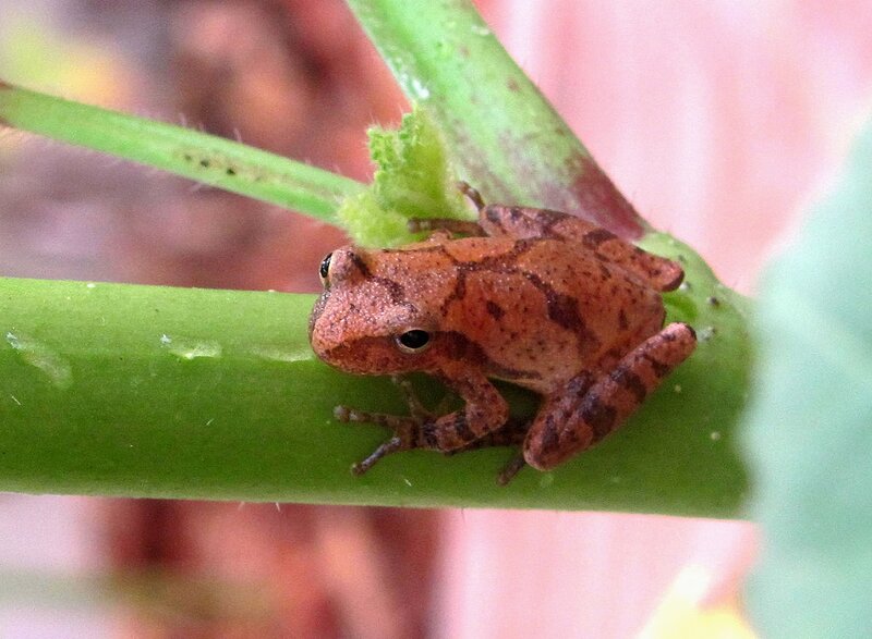 Small Brown Frog on Stem