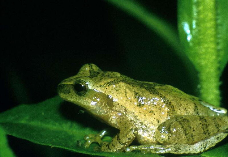 Small Brown Frog