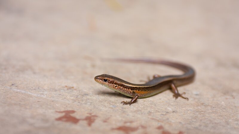 small brown lizard on concrete