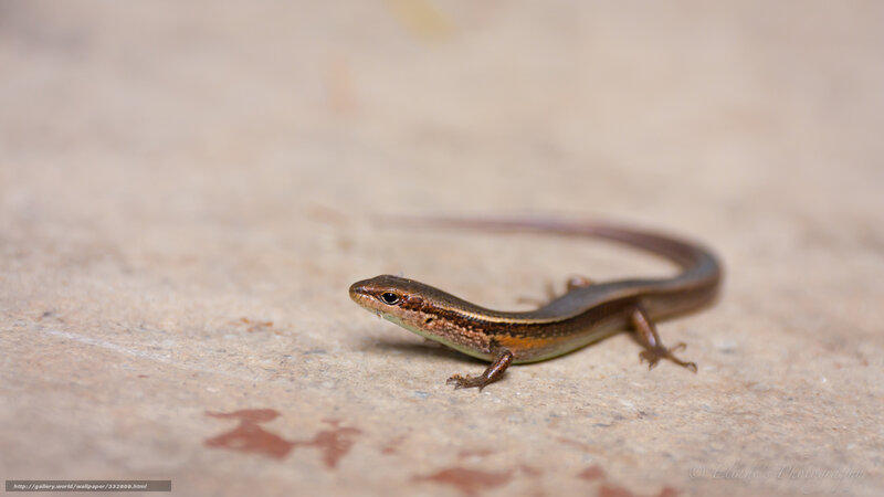 Small brown lizard on concrete