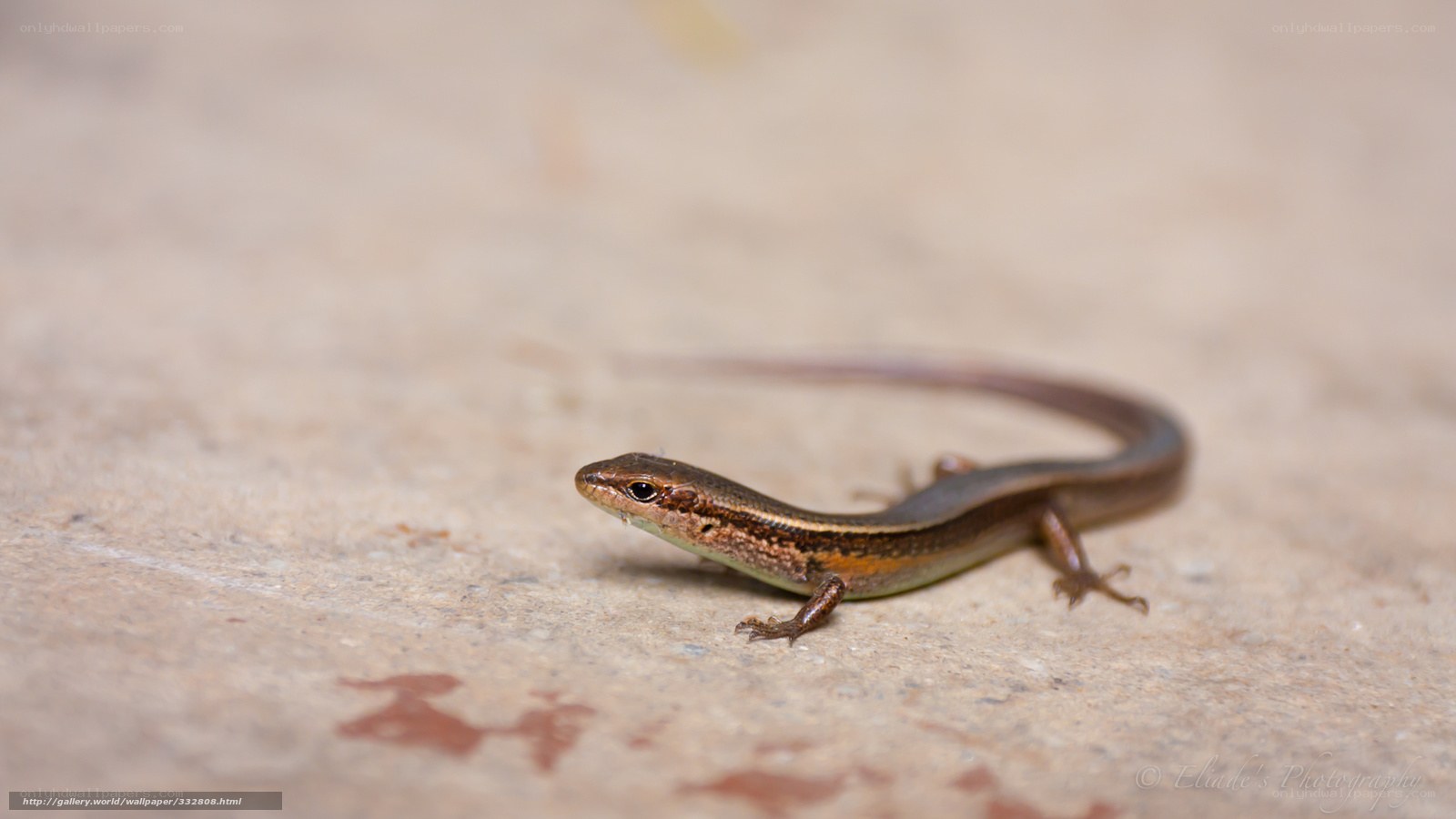 Small brown lizard on concrete