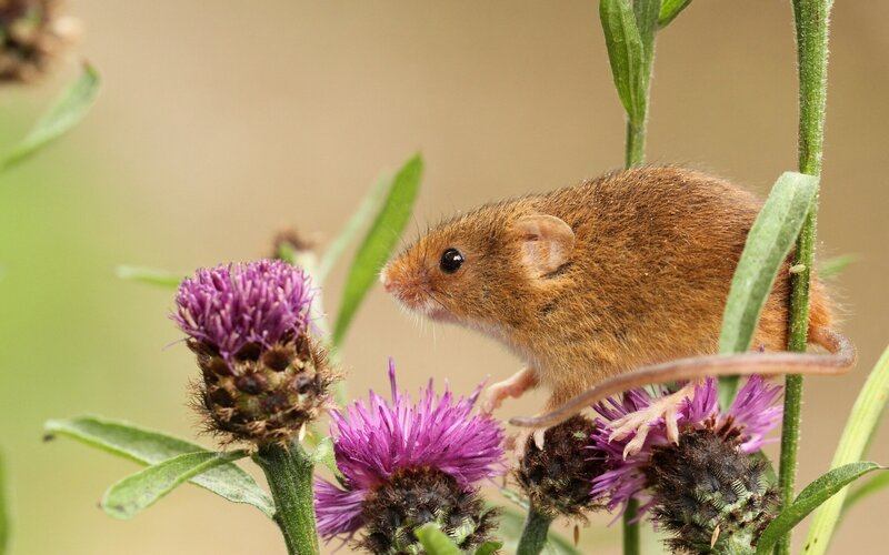 Small Brown Mouse — Calm, Afternoon, Photograph
